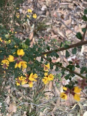 Pultenaea scabra
