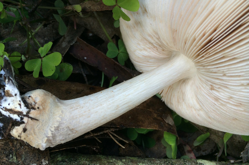 Pluteus brunneidiscus image