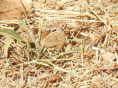 Junonia grisea
