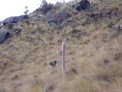 Puya clava-herculis