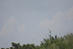 Aerodramus germani germani