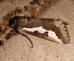 Euscirrhopterus gloveri