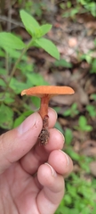 Lactarius rubidus