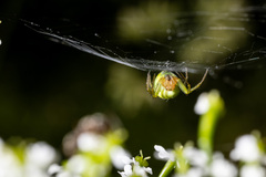Araniella cucurbitina
