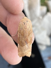 Noctua fimbriata