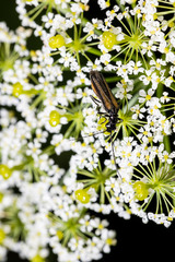 Oedemera pthysica