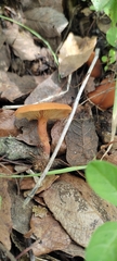 Lactarius rubidus