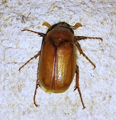 Phyllophaga