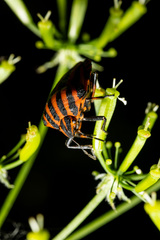 Graphosoma italicum italicum