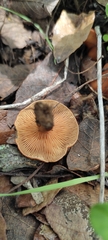 Lactarius rubidus