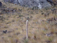Puya clava-herculis