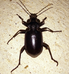 Calosoma