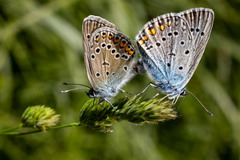 Polyommatus amandus