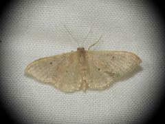 Idaea degeneraria
