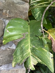Epipremnum aureum