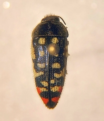 Acmaeodera disjuncta