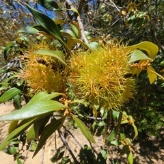 Chrysolepis chrysophylla