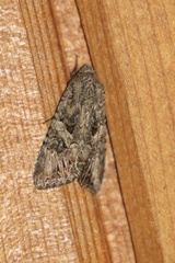 Anarta trifolii