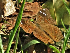 Junonia natalica natalica