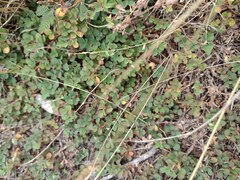 Stylosanthes viscosa