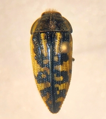Acmaeodera amplicollis