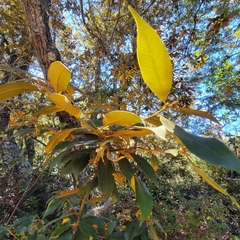 Chrysolepis chrysophylla