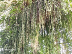 Haplopteris elongata