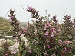 Teucrium chamaedrys