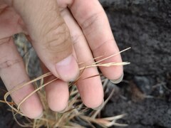Heteropogon contortus