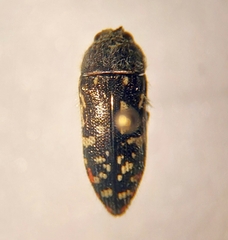 Acmaeodera rubronotata