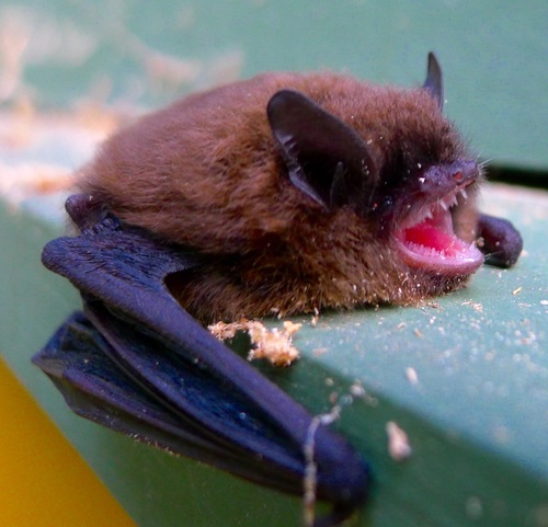 California Myotis