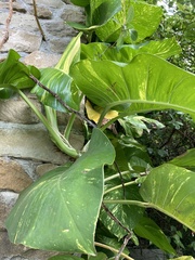 Epipremnum aureum