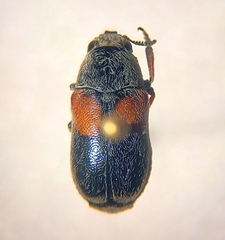 Cryptocephalinae