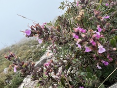 Teucrium chamaedrys