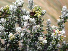 Diplostephium hartwegii