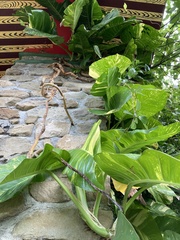 Epipremnum aureum