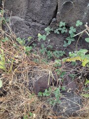 Macroptilium atropurpureum