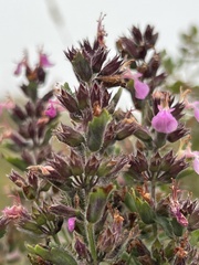 Teucrium chamaedrys