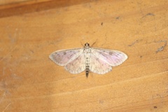 Herpetogramma aquilonalis