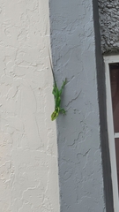 Anolis equestris