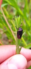 Prosapia ignifera