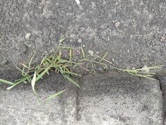 Digitaria ciliaris