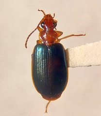 Lebia
