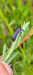 Prosapia ignifera