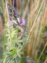 Lupinus pubescens