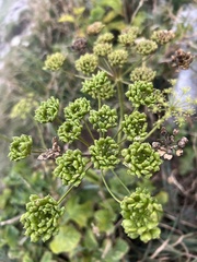 Heracleum sphondylium