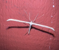 Emmelina monodactyla