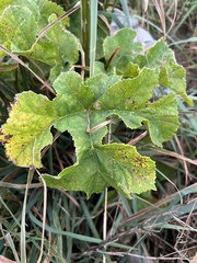 Heracleum sphondylium