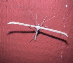 Emmelina monodactyla