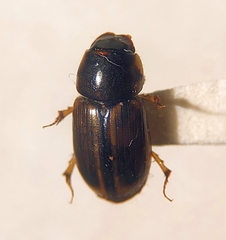 Aphodiinae